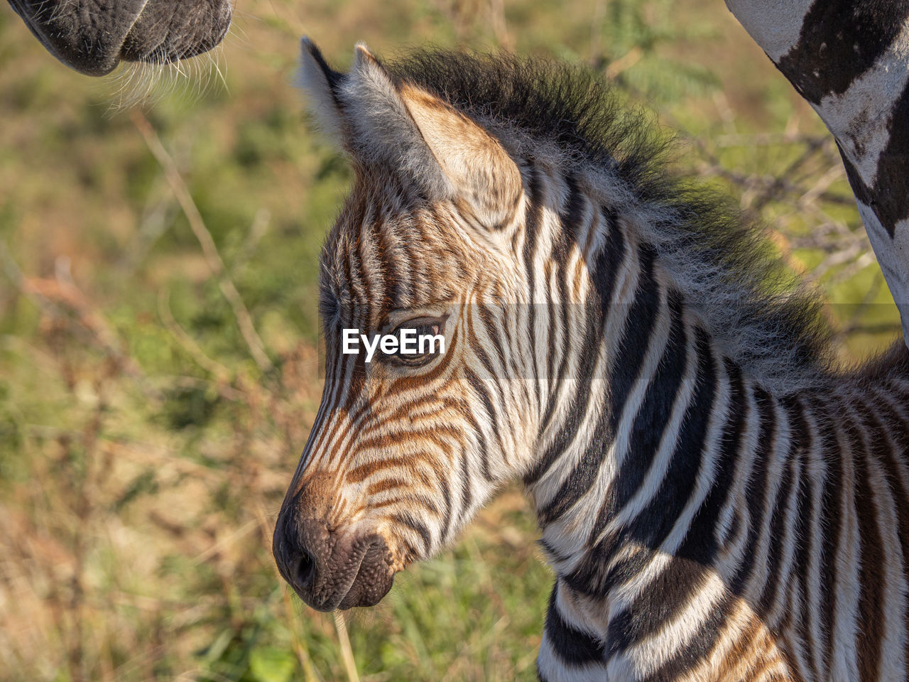 A portrait of a beautiful young zebra 