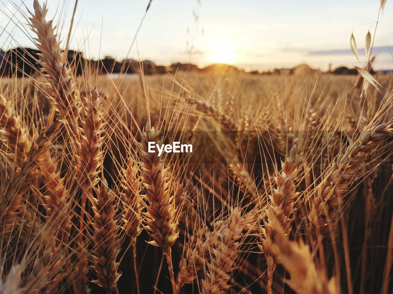 Close-up of wheat field against sky