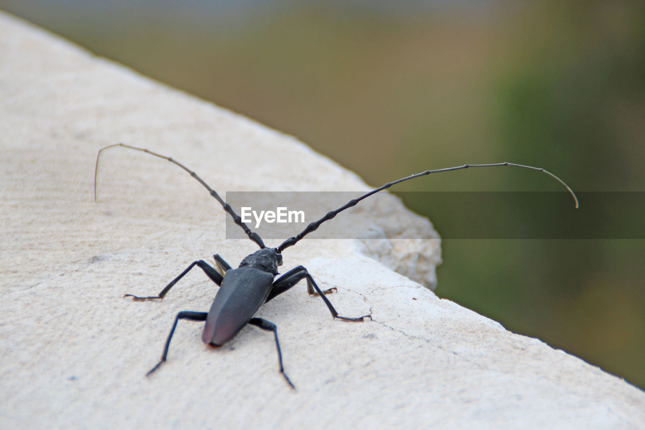 High angle view of longhorn beetle on rock