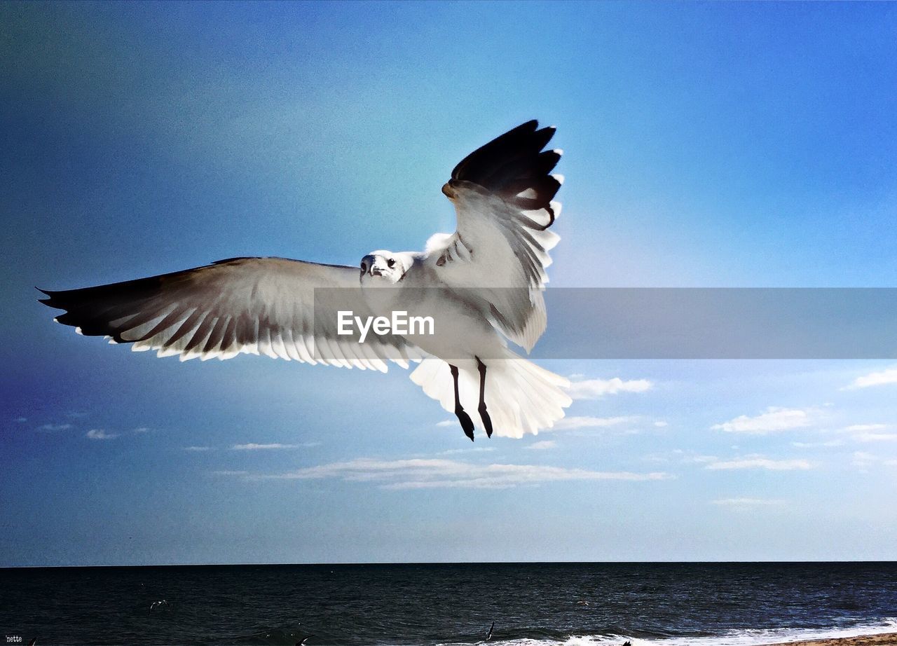 Low angle view of seagull flying over sea against sky