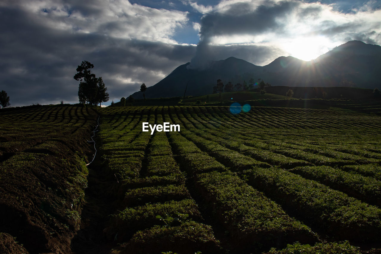 landscape, environment, land, agriculture, field, sky, crop, rural scene, nature, plant, scenics - nature, farm, cloud, mountain, food and drink, growth, beauty in nature, sun, food, social issues, rural area, travel, environmental conservation, plantation, tea crop, morning, flower, outdoors, no people, in a row, valley, tranquility, architecture, soil, freshness, sunlight, tree, sunrise, igniting, tourism, travel destinations, plain, vegetable, sunbeam, building, occupation, horizon, darjeeling tea
