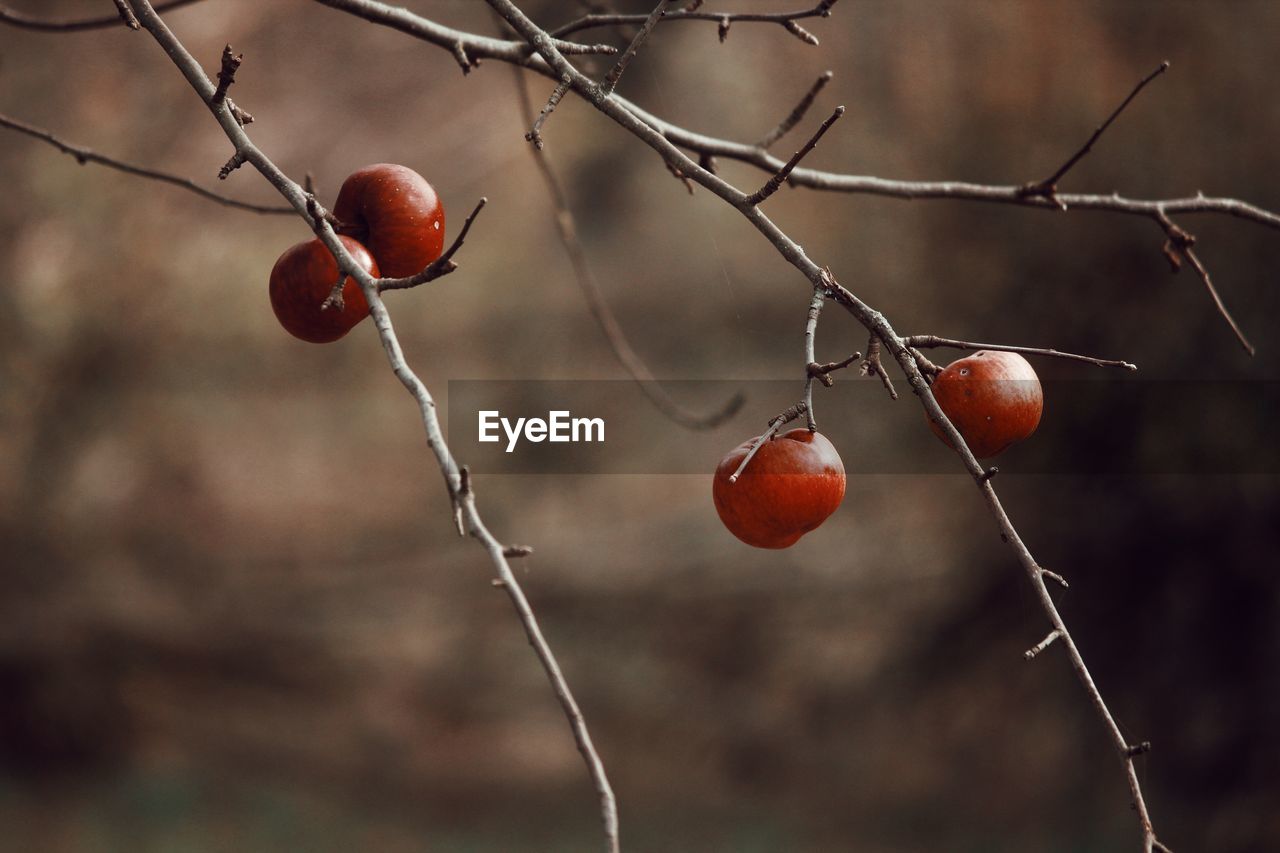 Apple fruits