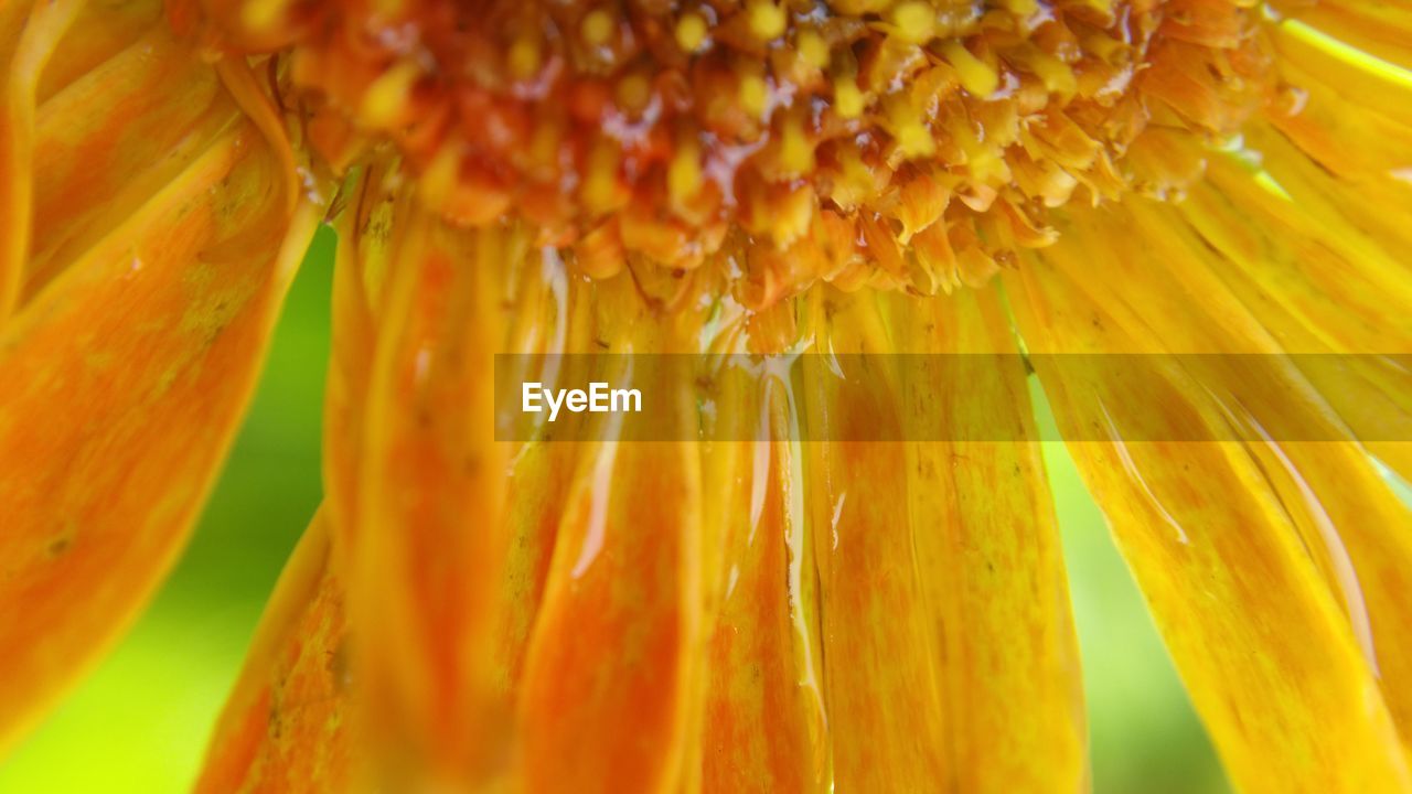 Close-up of yellow flower blooming outdoors