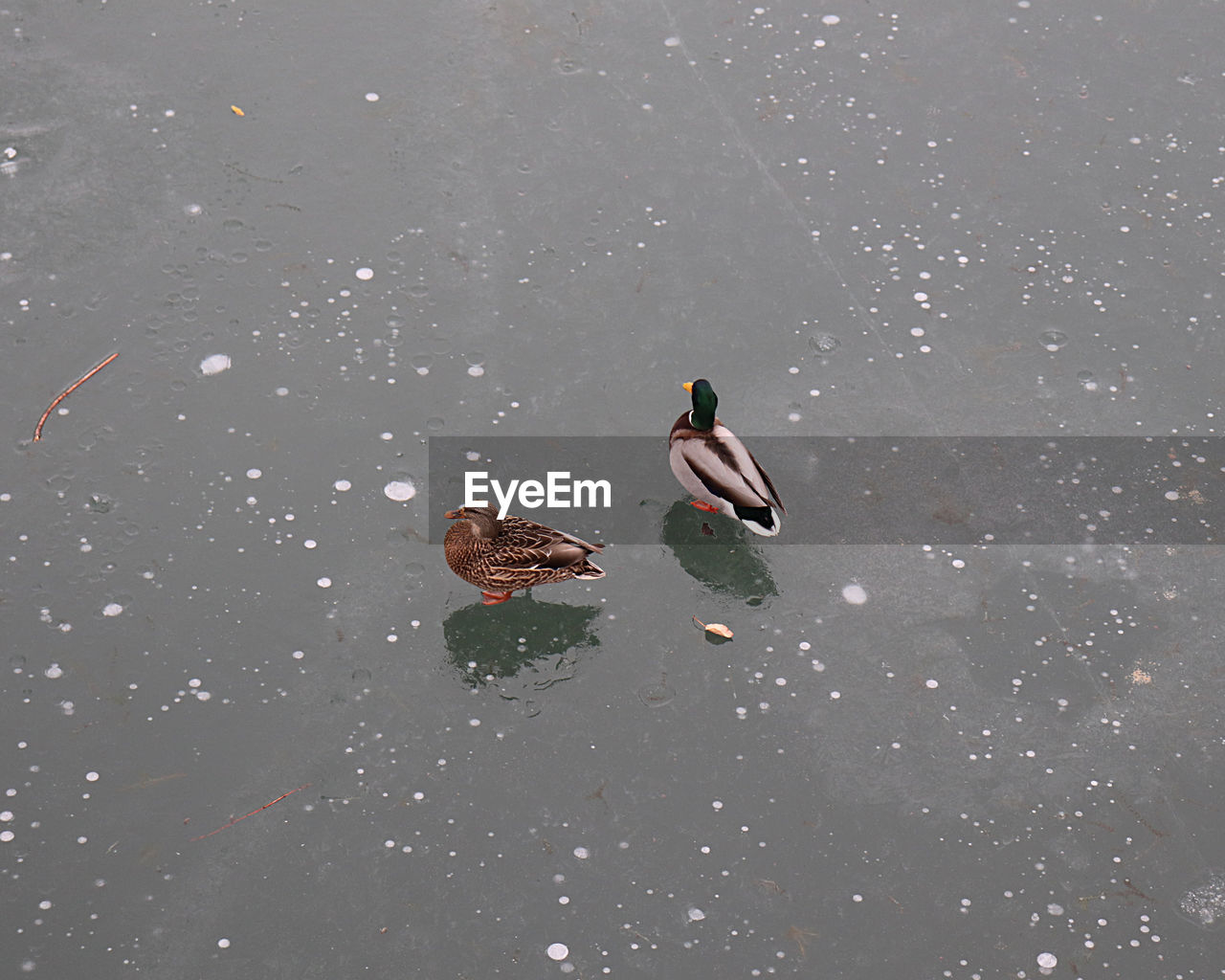 HIGH ANGLE VIEW OF DUCKS SWIMMING ON LAKE