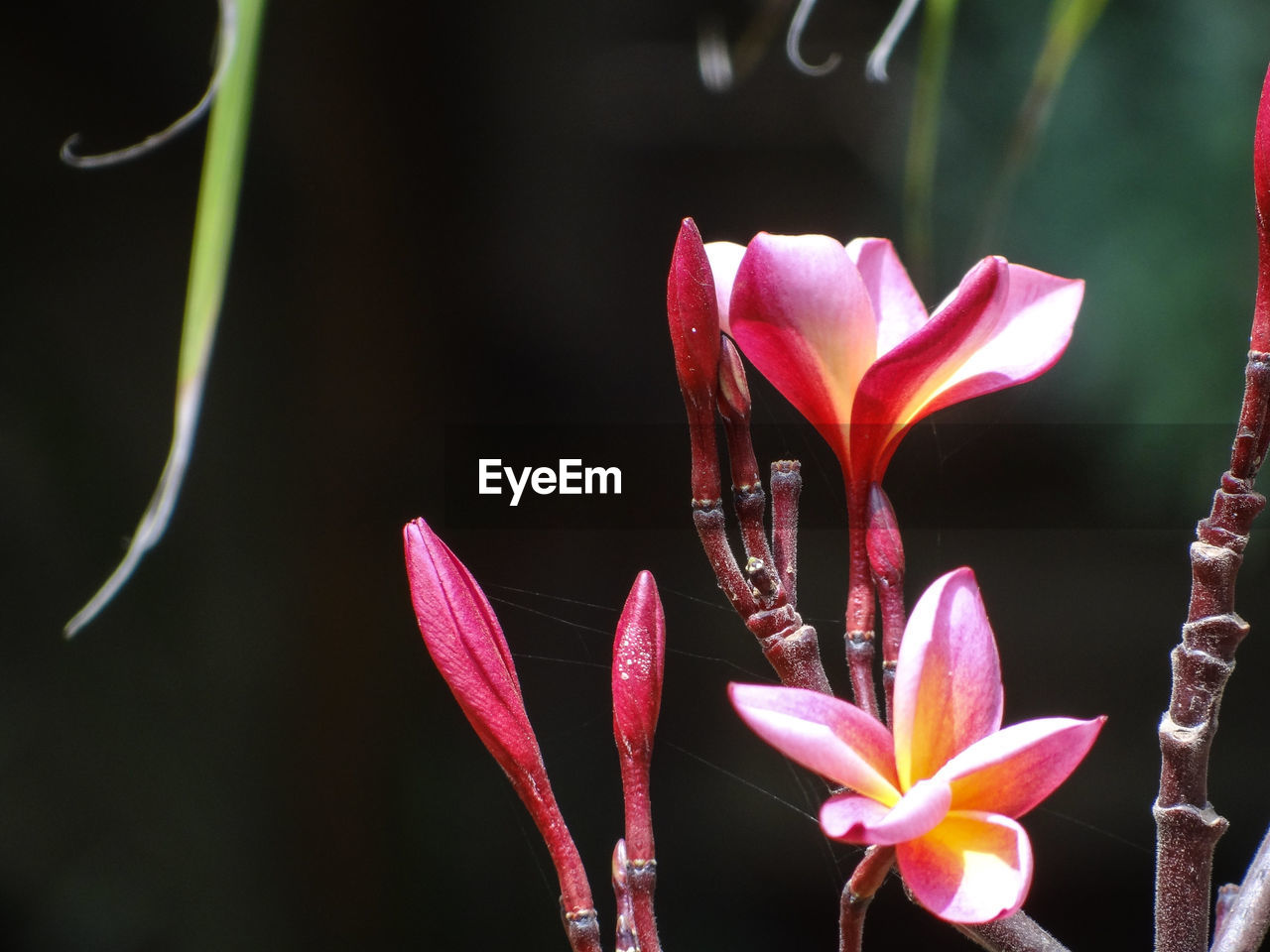 CLOSE-UP OF PINK LILY FLOWERS AGAINST BLURRED BACKGROUND