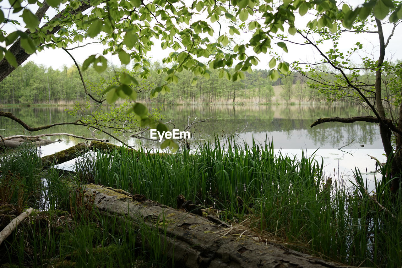 SCENIC VIEW OF LAKE AMIDST TREES AGAINST SKY