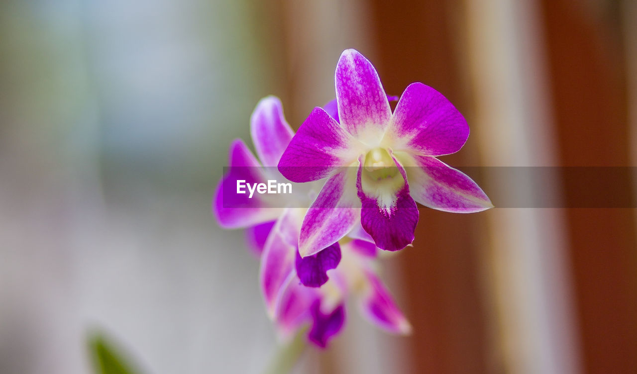 CLOSE-UP OF PINK FLOWER IN BLOOM