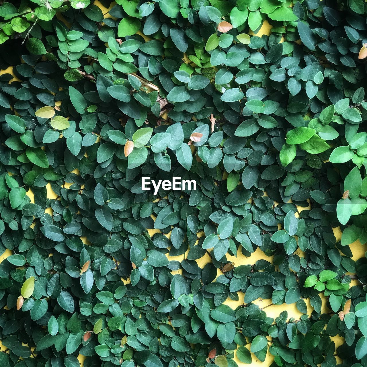 Full frame shot of ivy growing on ground