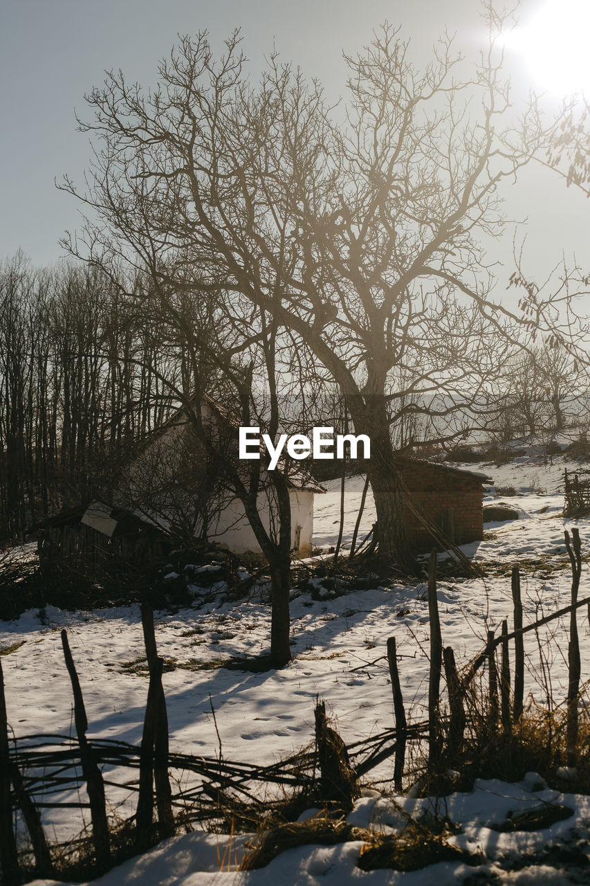 SCENIC VIEW OF FROZEN BARE TREES DURING WINTER