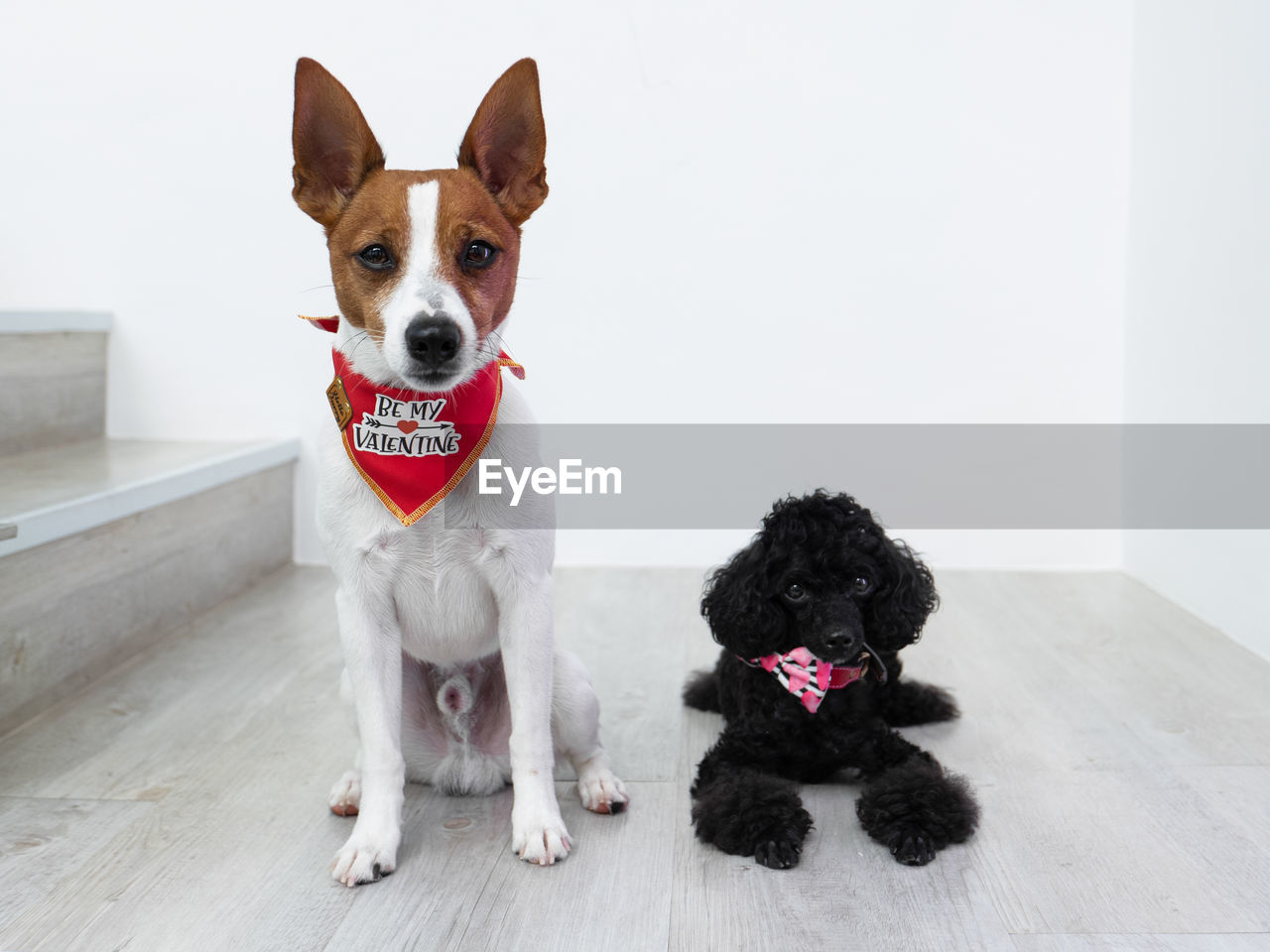 dogs sitting on floor against wall