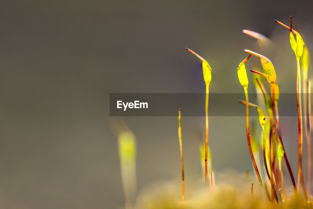 Close-up of plant against sky