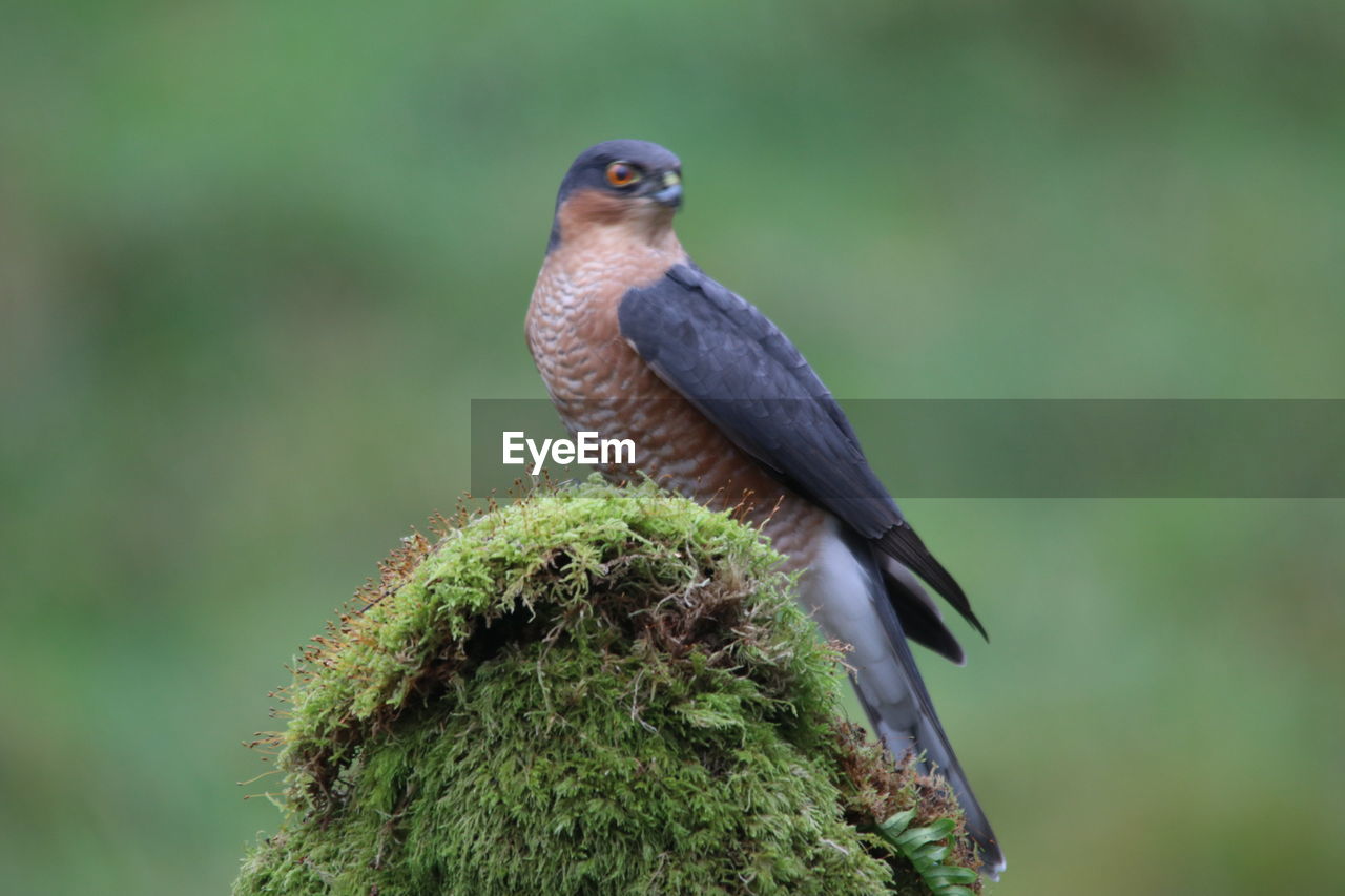 CLOSE-UP OF BIRD PERCHING ON TREE