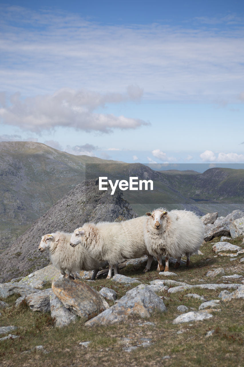 Three sheep - north wales, may 2022