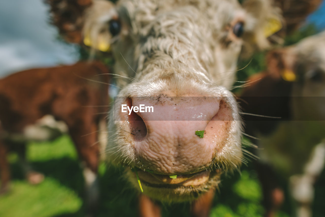 Cow grazing on field against sky