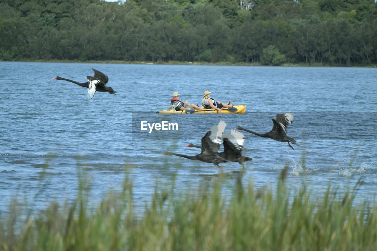 Black swans flying near men boating in lake illawarra