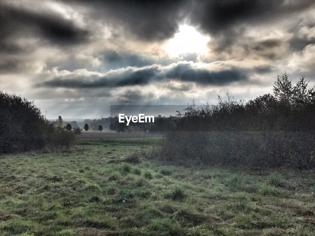 TREES ON FIELD AGAINST SKY