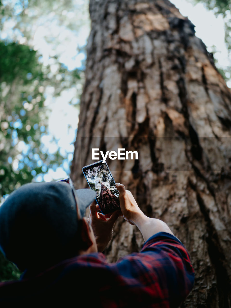 Low angle view of man photographing tree trunk with smart phone in forest