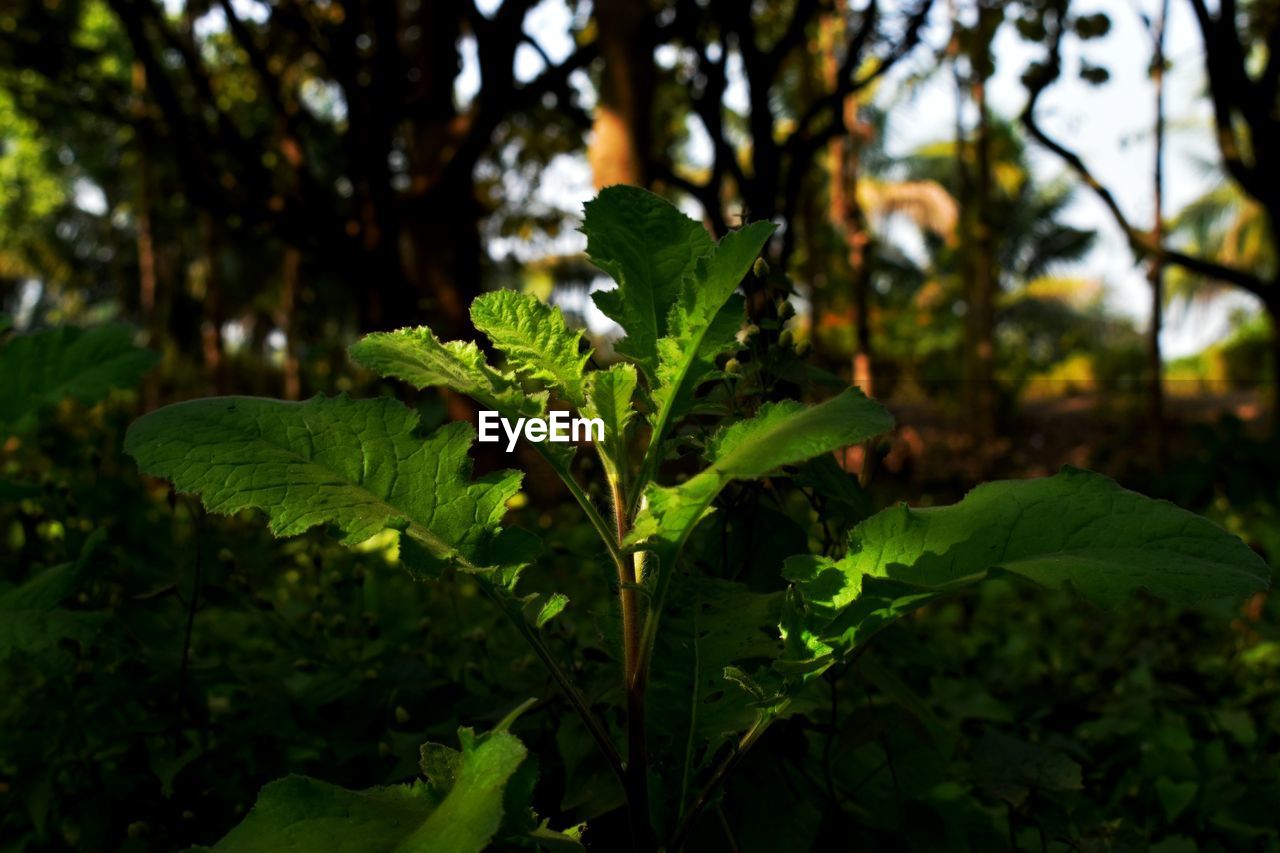 CLOSE-UP OF FRESH GREEN PLANT AGAINST TREES