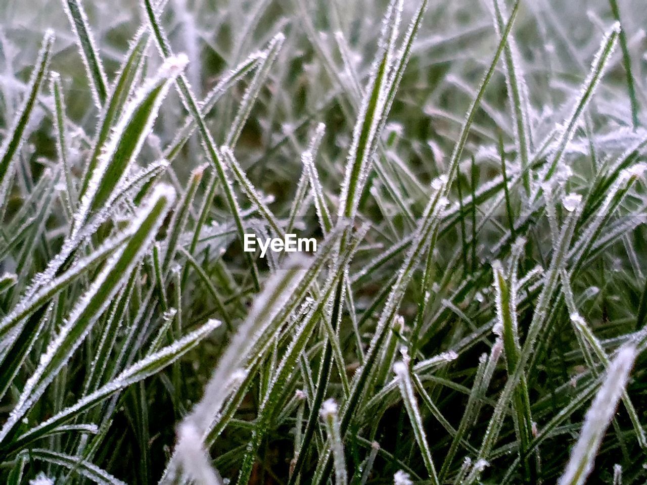 Full frame shot of frozen plants on field,frozen blades of grass