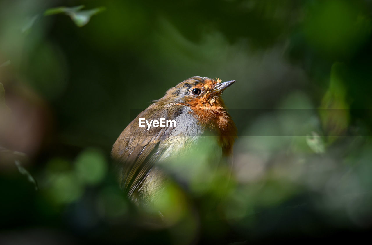 CLOSE-UP OF A BIRD