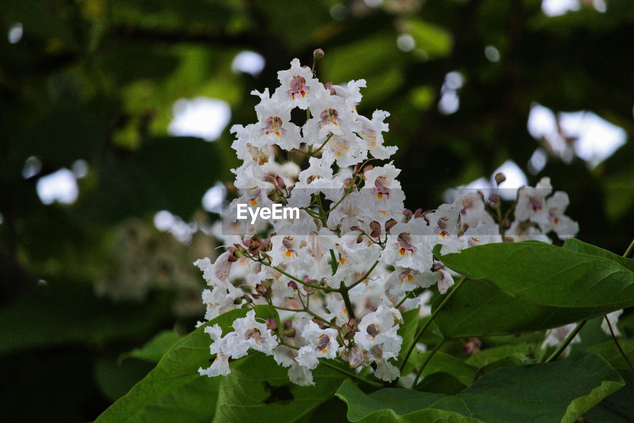 Tree Flower Close-up Plant Green Color Flower Head