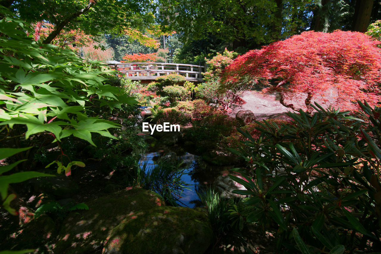 Flowers growing on tree