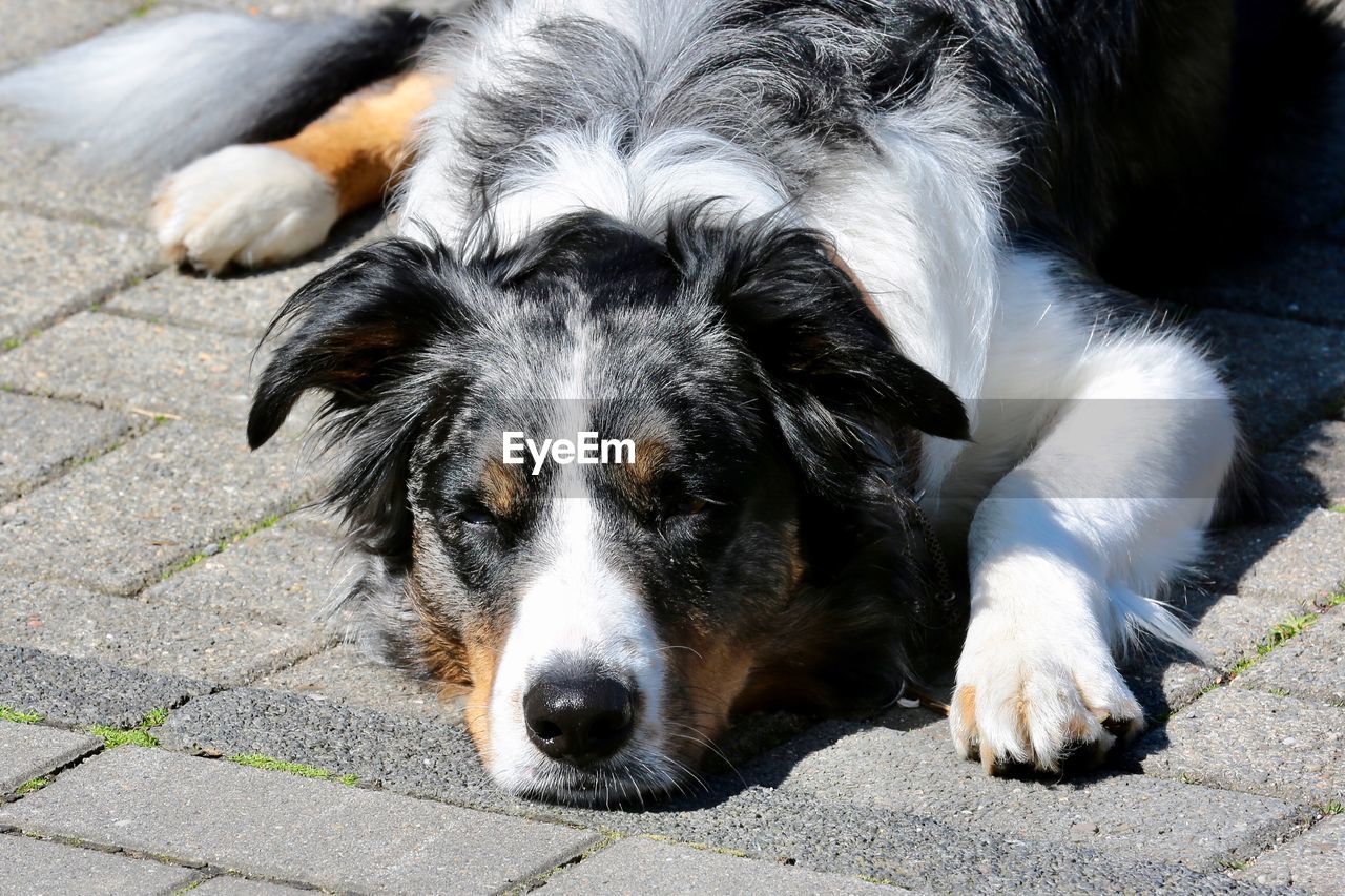 Close-up portrait of dog resting on footpath