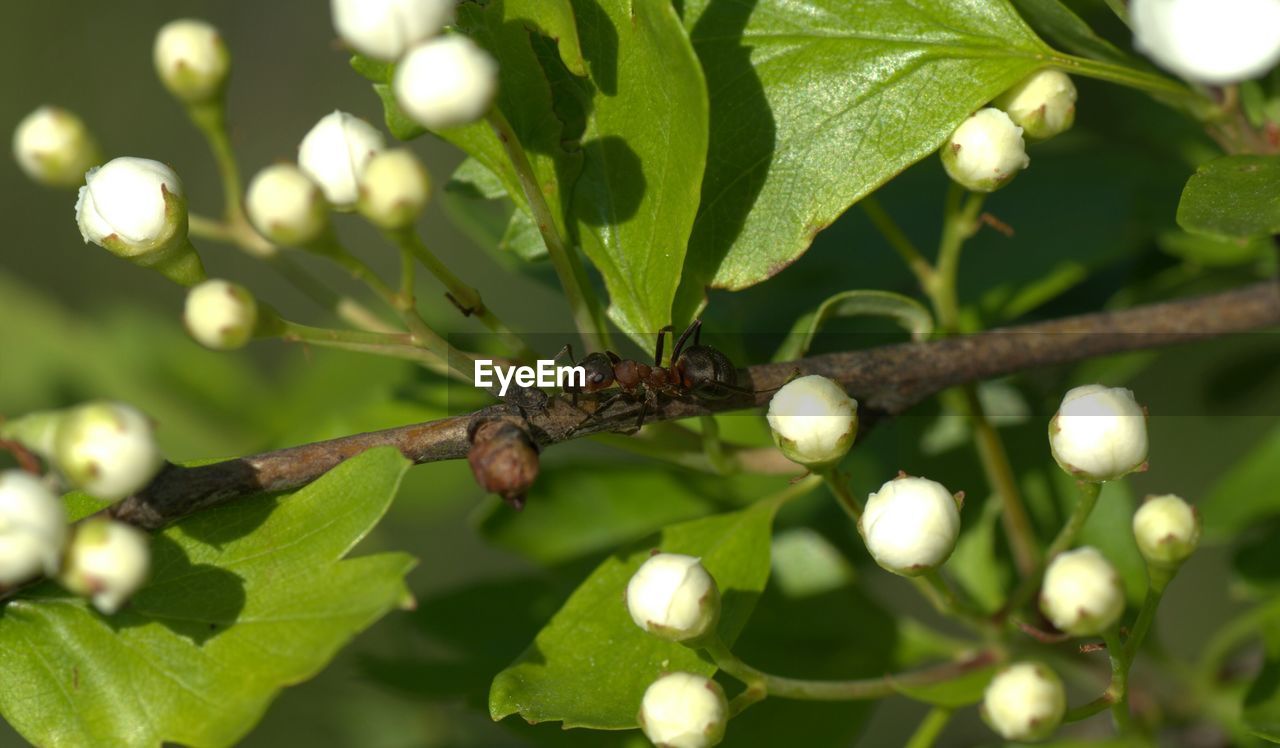 Close-up of ant on plant during sunny day