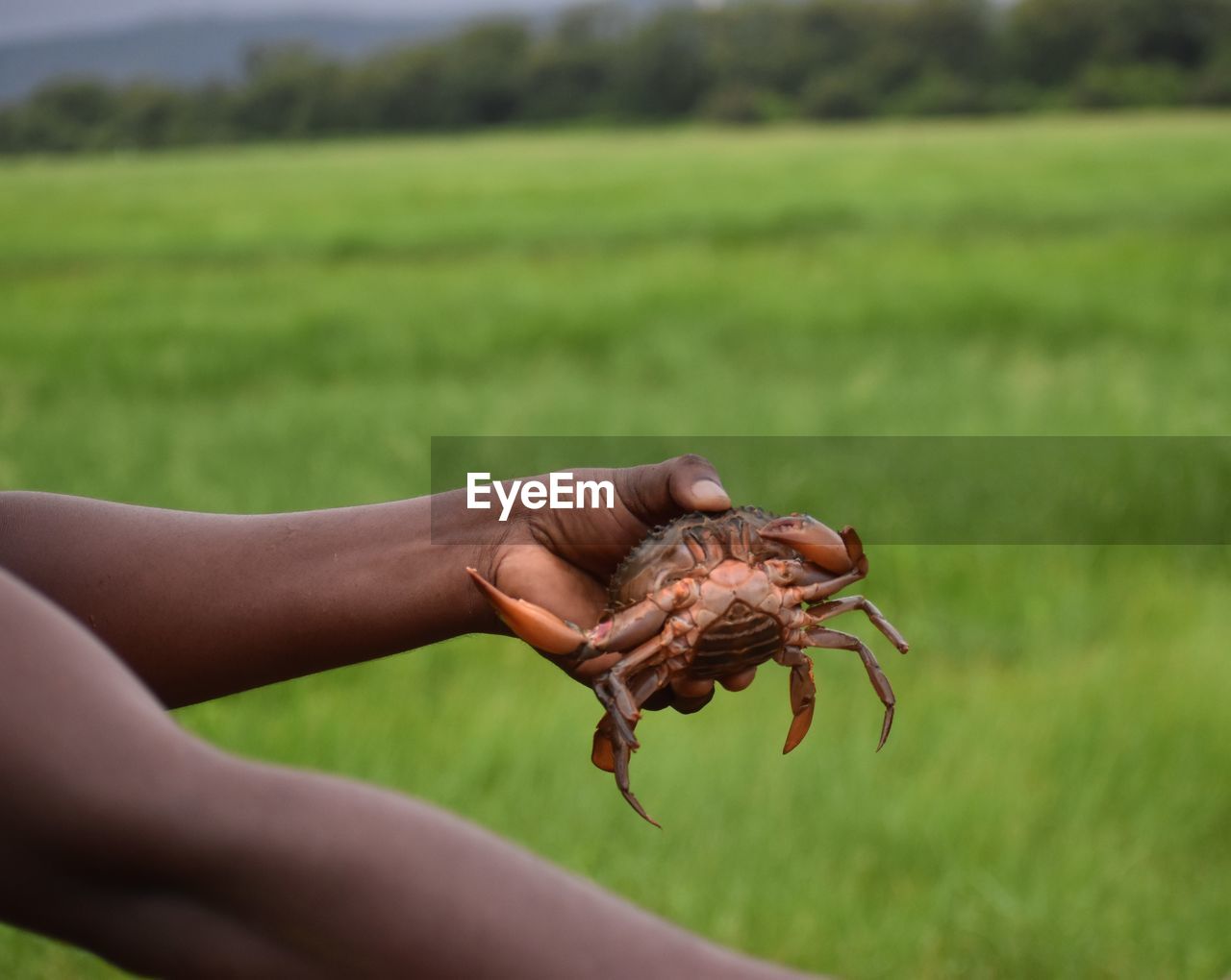 Close-up of hand holding crab on field
