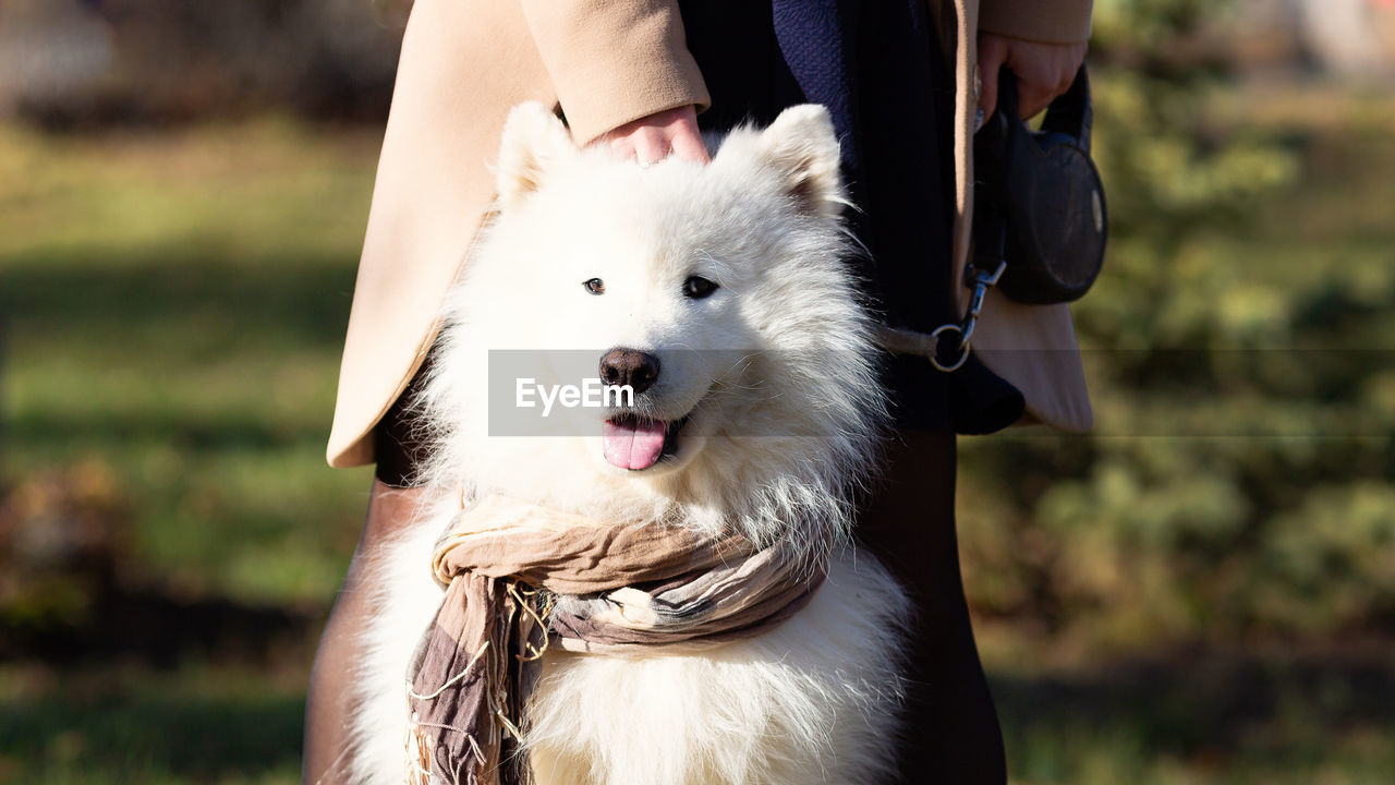 Midsection of woman with dog