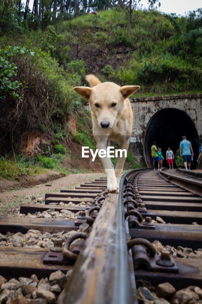 DOG STANDING ON RAILROAD TRACKS