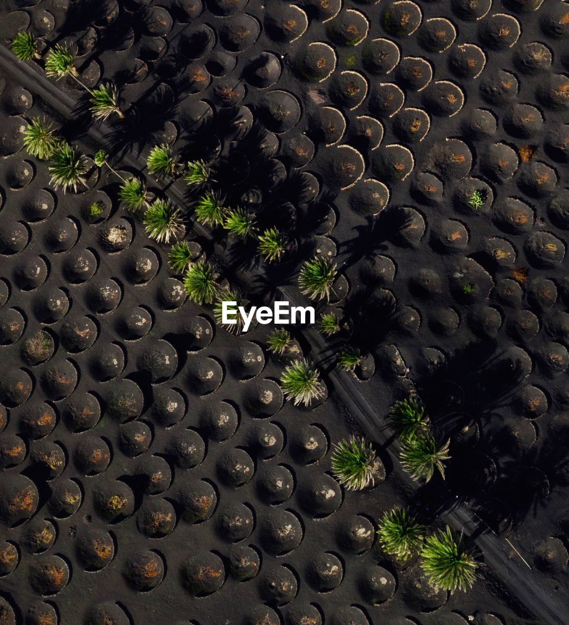 High angle view of plants