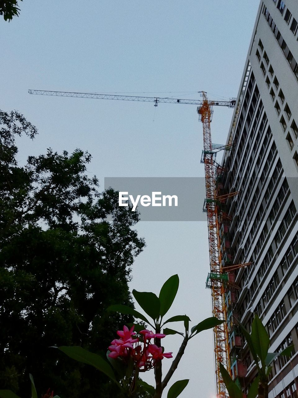 LOW ANGLE VIEW OF FLOWERING TREES AND BUILDINGS AGAINST SKY