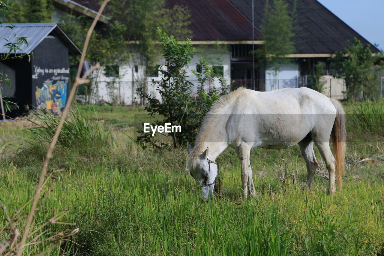 HORSE STANDING IN FIELD