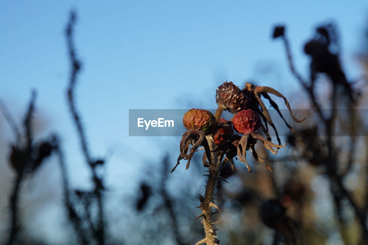 Close-up of wilted plant during winter