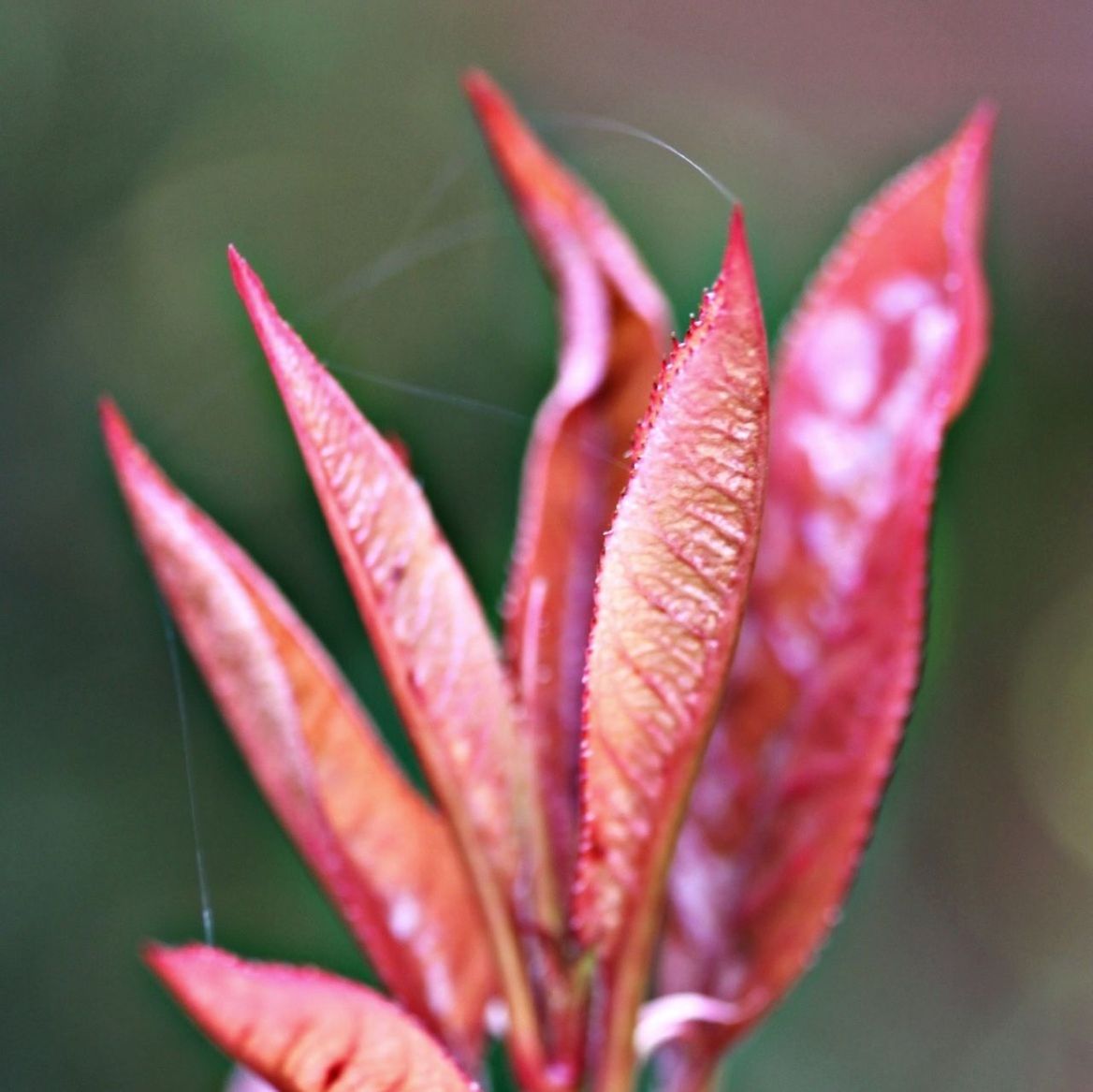 CLOSE-UP OF RED FLOWER