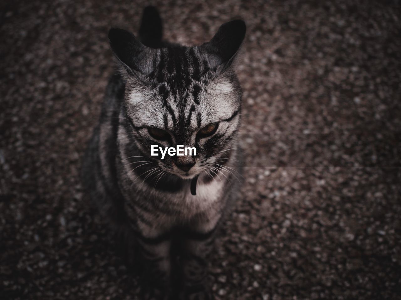 HIGH ANGLE VIEW PORTRAIT OF CAT ON FLOOR