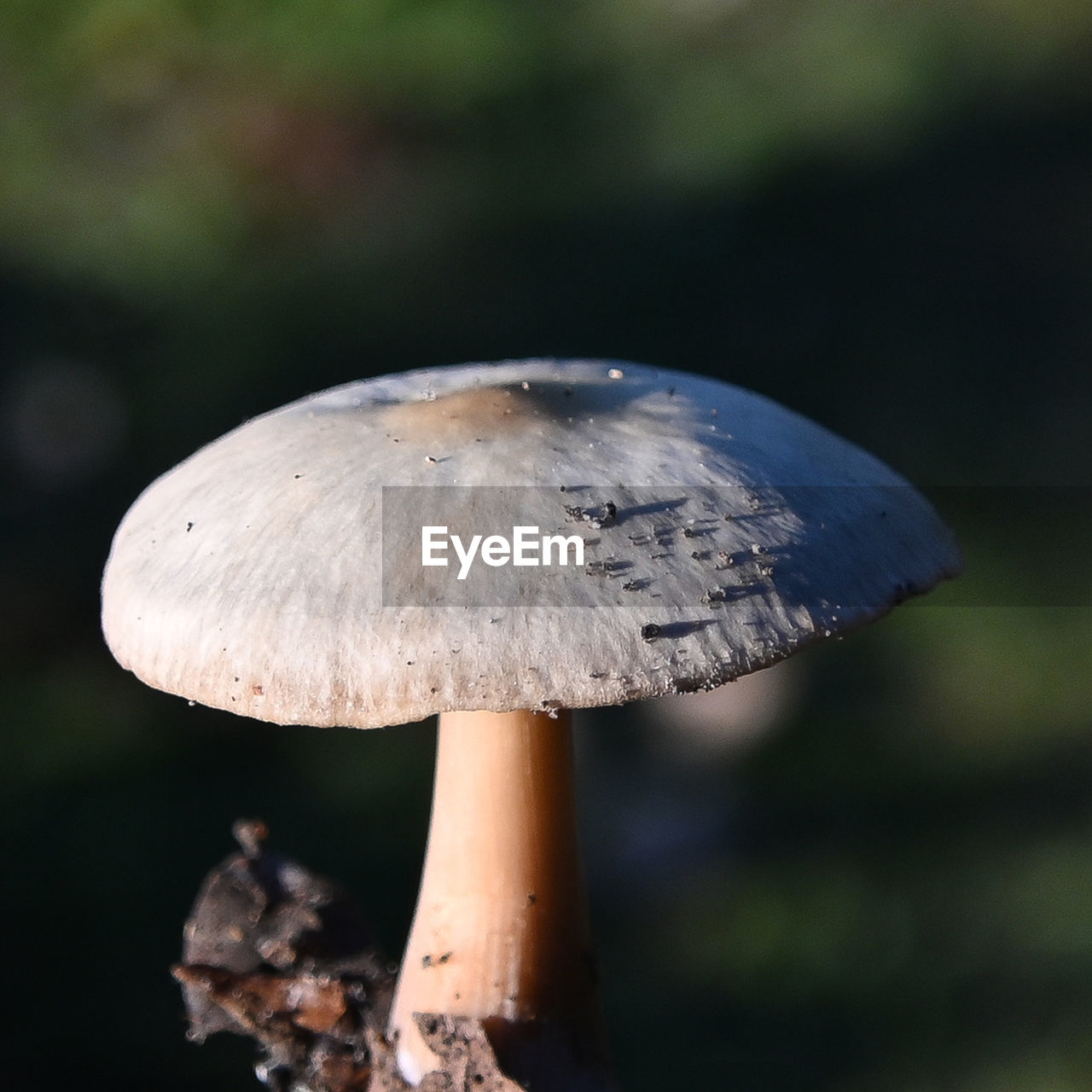 fungus, mushroom, vegetable, nature, close-up, food, plant, forest, growth, macro photography, land, tree, no people, focus on foreground, outdoors, beauty in nature, food and drink, agaricaceae, edible mushroom, toadstool, fragility, leaf, autumn, day, plant stem