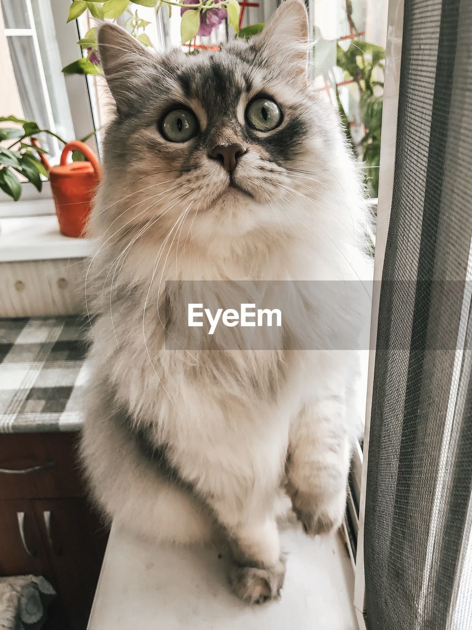 Portrait of cat sitting on seat