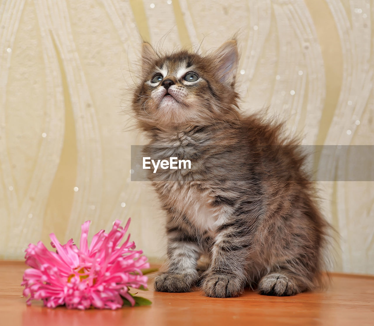 HIGH ANGLE VIEW OF CAT SITTING ON FLOWER