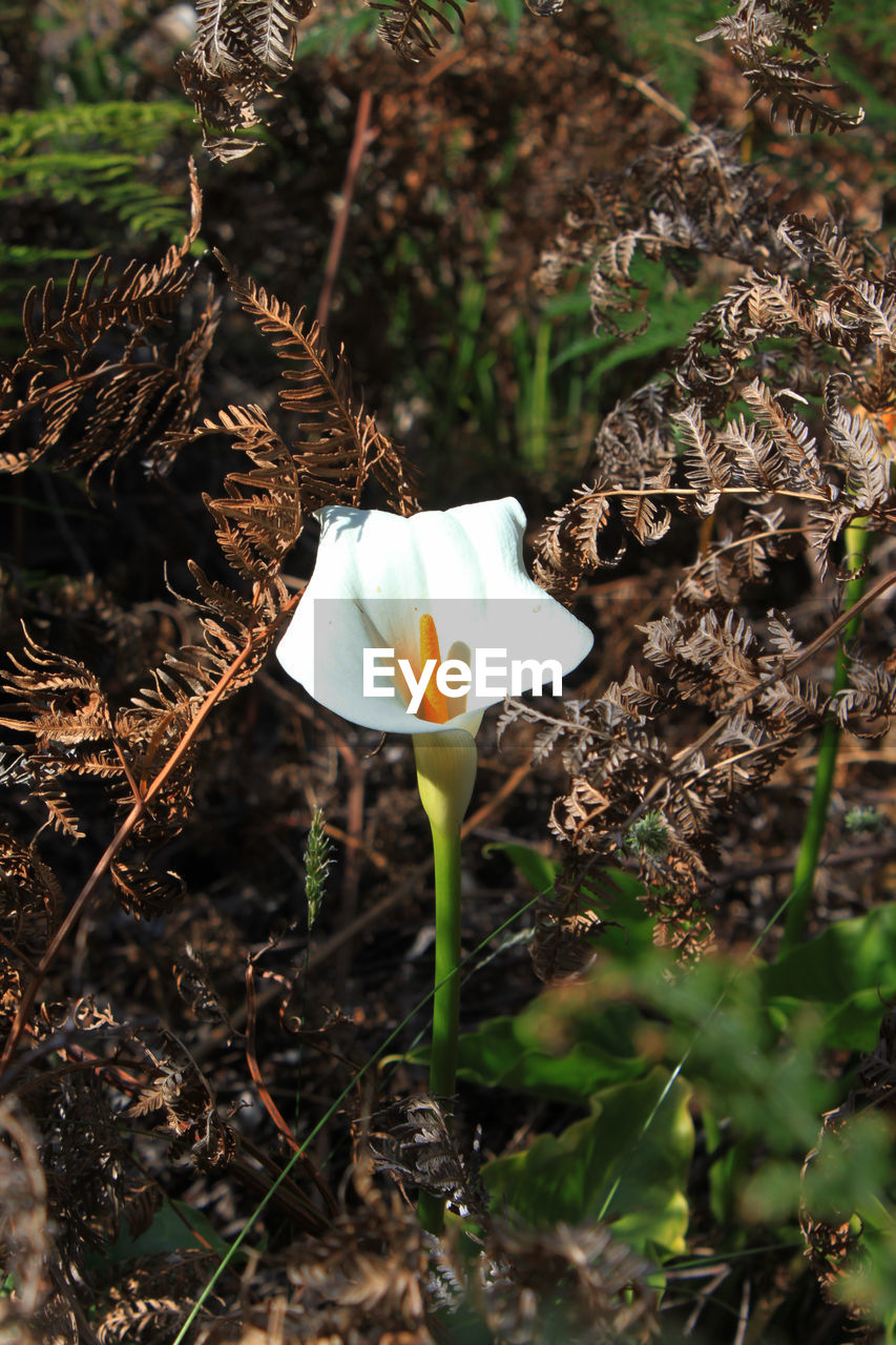 Close-up of flower blooming outdoors