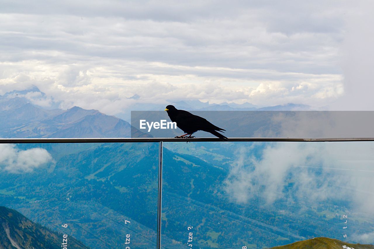 Low angle view of bird perching on mountain against sky