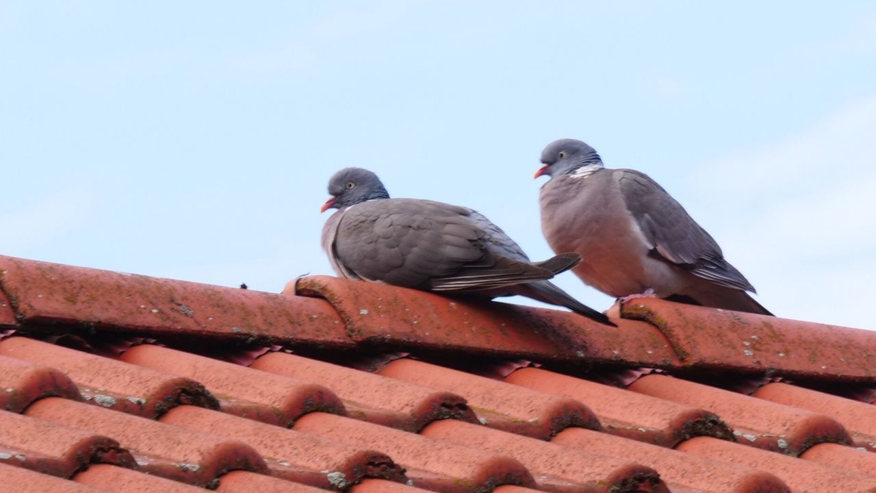 LOW ANGLE VIEW OF PIGEONS PERCHING ON ROOF AGAINST SKY