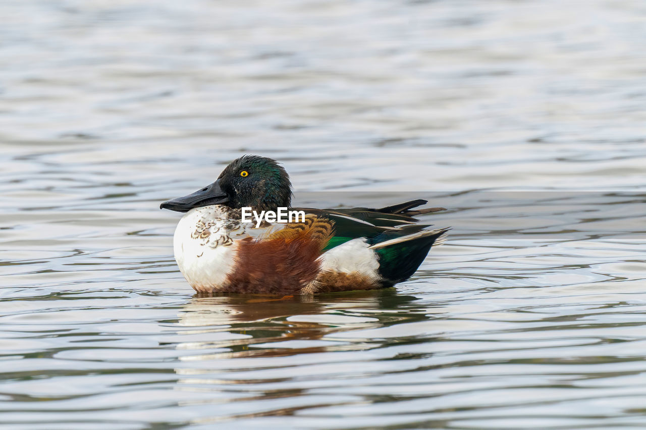 Northern shoveler duck in lake