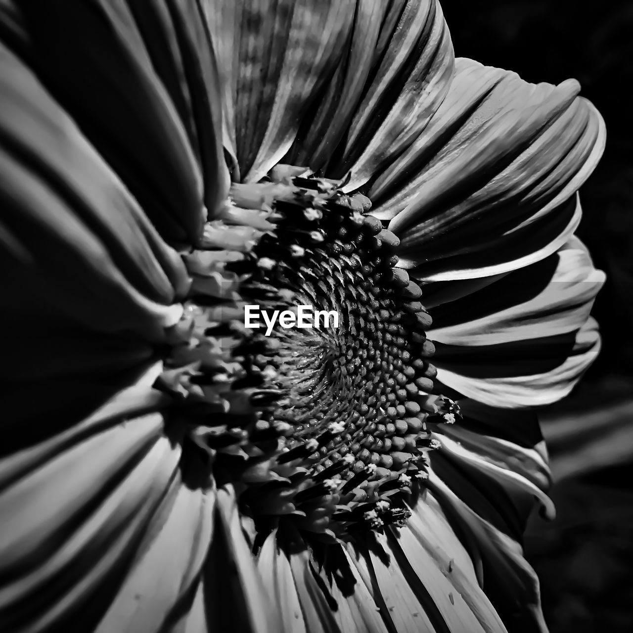 CLOSE-UP OF FLOWER