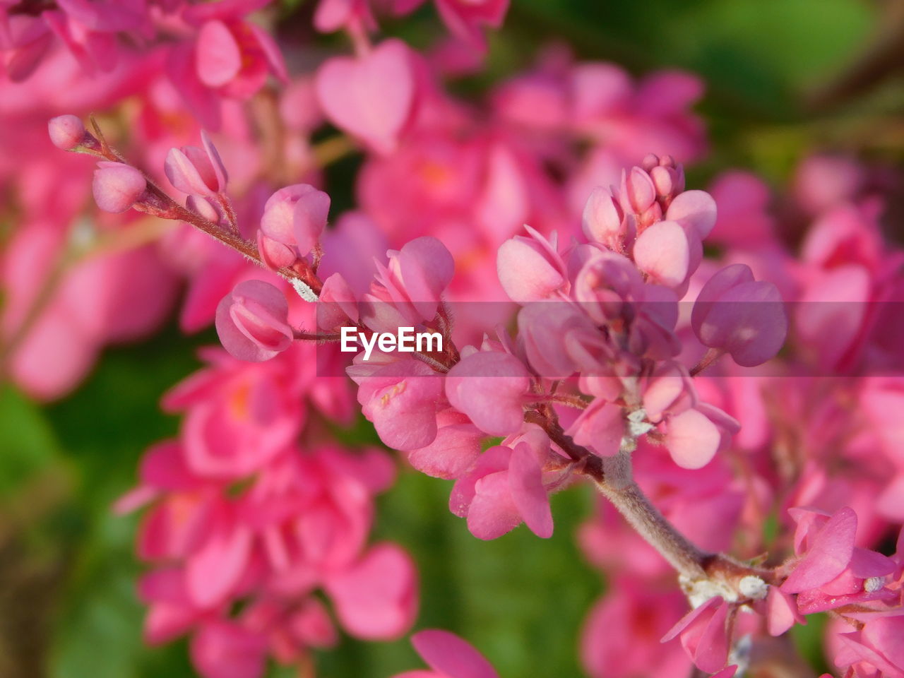 Close-up of pink cherry blossoms