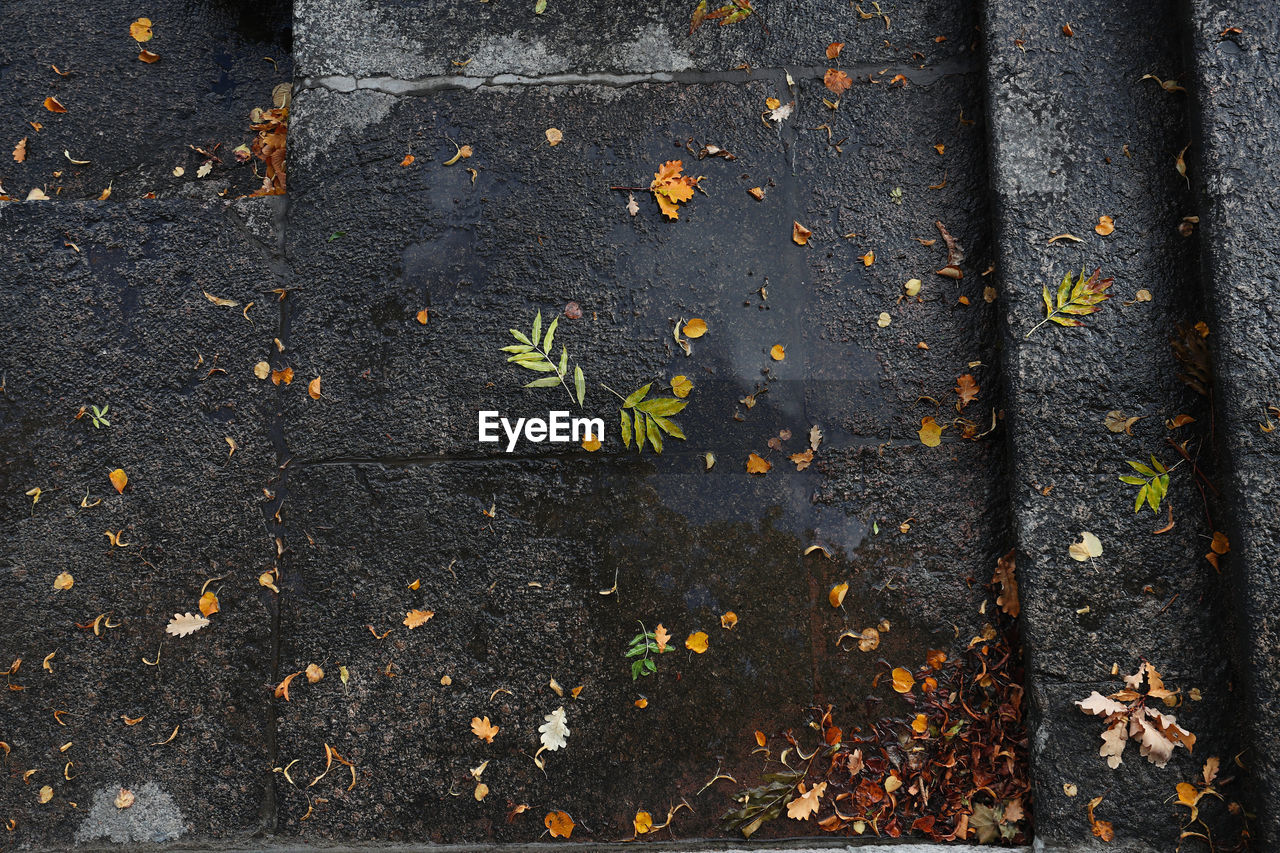 HIGH ANGLE VIEW OF DRY LEAVES ON WOOD