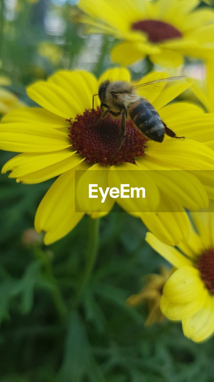 Close-up of honey bee on yellow flower