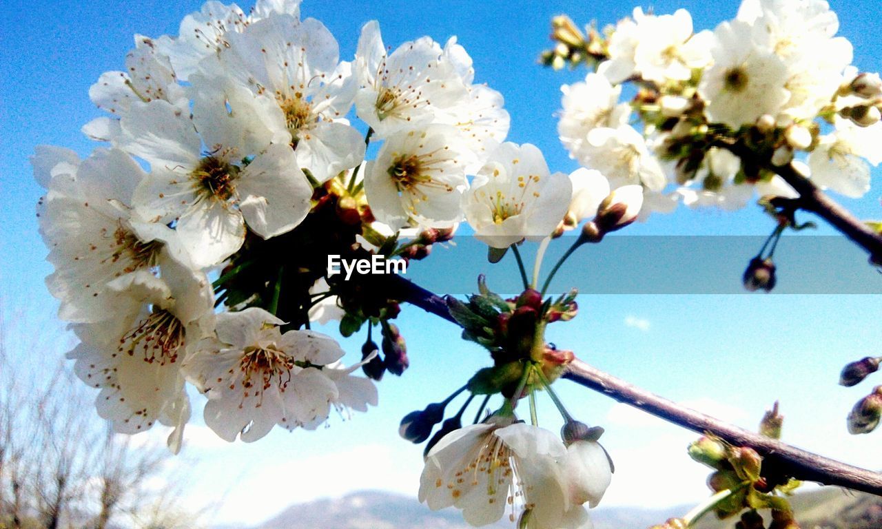 LOW ANGLE VIEW OF FLOWERS ON TREE AGAINST SKY