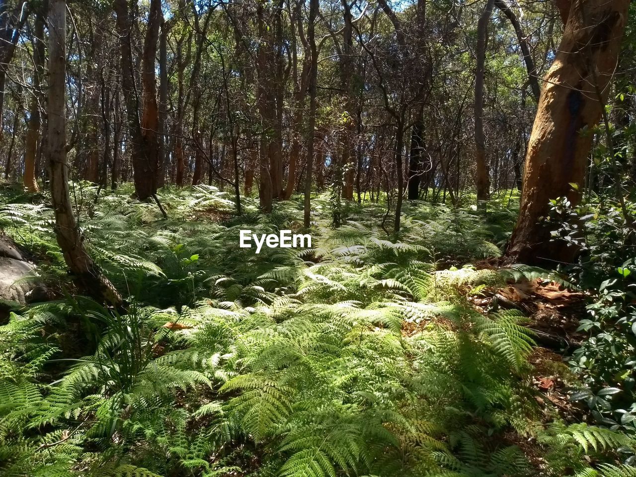 VIEW OF TREES IN FOREST